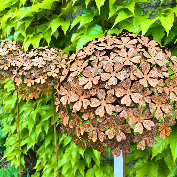 RB_MuehlgrubRostHydrangea.jpg